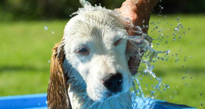 Analysis shows legal responsibility to cool over-heating dogs