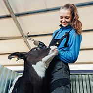 BVA welcomes Wales Sustainable Farming Scheme