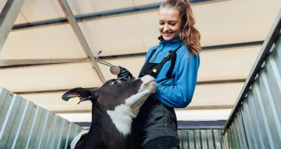 BVA welcomes Wales Sustainable Farming Scheme