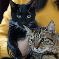 Study calls for whole-population approach to cat over-population