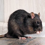Study reveals how rats show 'boredom' during repetitive tasks