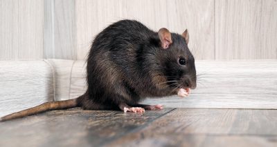 Study reveals how rats show 'boredom' during repetitive tasks