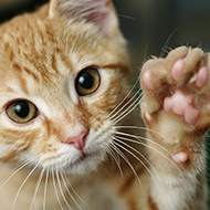 'Significant step forward' for animal welfare in Northern Ireland