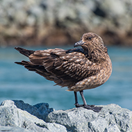 Scientists call for urgent investment in bird flu response
