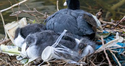 Study reveals new findings into nesting deaths