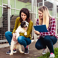 Welsh Govt to regulate animal welfare establishments