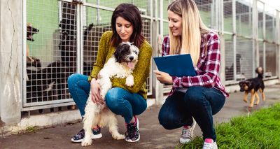 Welsh Govt to regulate animal welfare establishments