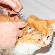 VMD warns of fake flea treatments