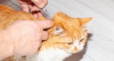 VMD warns of fake flea treatments