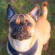 Less extreme body shapes becoming more popular in flat-faced dogs