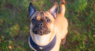 Less extreme body shapes becoming more popular in flat-faced dogs