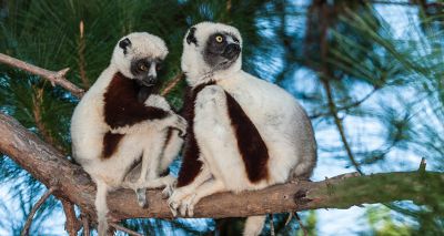 Lemurs experience aging differently to humans, researchers say