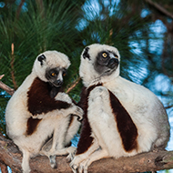 Lemurs experience aging differently to humans, researchers say