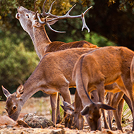 GPS tech to track red deer in Scottish Highlands