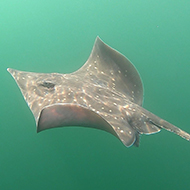 App to track endangered flapper skates
