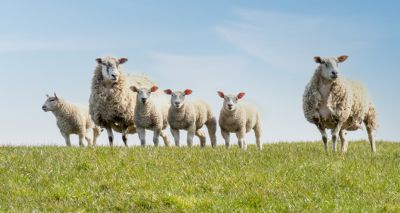 Vaccination scheme halves sheep lameness in Wales