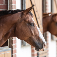 'Horses Explained' podcast returns for second series