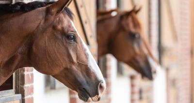 'Horses Explained' podcast returns for second series