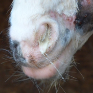 Genomic study reveals drivers of strangles spread