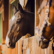 Survey launched to investigate EHV