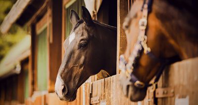 Survey launched to investigate EHV