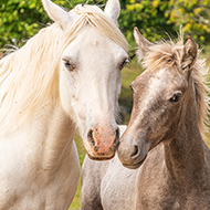 Hall Farm restarts rehoming after strangles outbreak