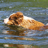 Government to address flea and tick treatments in waterways