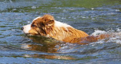 Government to address flea and tick treatments in waterways