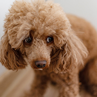 Vet initiative to help tackle domestic abuse