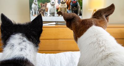 Canine TV habits vary by personality, study finds