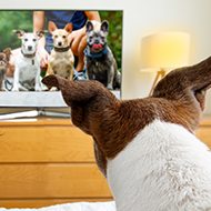 Canine TV habits vary by personality, study finds