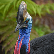 'Booming' cassowary call could inform conservation