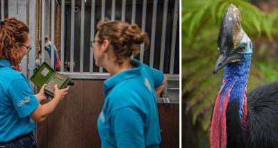 'Booming' cassowary call could inform conservation