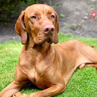 Kennel Club warns of grass seed dangers
