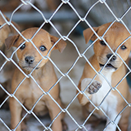 RVC identifies 'lack of public awareness' about puppy imports