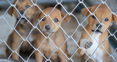 RVC identifies 'lack of public awareness' about puppy imports
