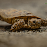 Turtle study findings could tackle cancer in humans