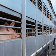 BVA responds to extra border check suspension