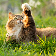 ICatCare launches International Cat Day 2025