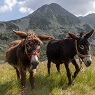 Recognising equine individuality improves welfare, study finds