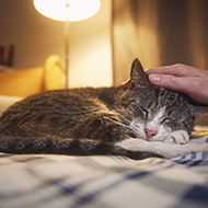 Cats develop dementia similarly to humans, study finds