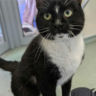 RSPCA centre sees increase in FPV cases