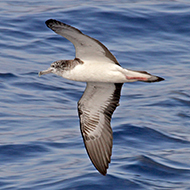 Seabirds prefer to excrete mid-flight, study finds