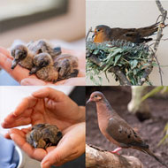 Socorro doves hatch at Chester Zoo