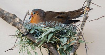 Socorro doves hatch at Chester Zoo