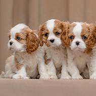 Analysis calls for breed-specific dog population management