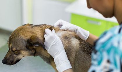 New antimicrobial use guidelines for canine pyoderma