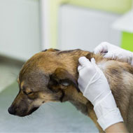 New antimicrobial use guidelines for canine pyoderma