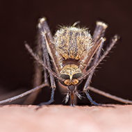 Study links disease spread with mosquito diets