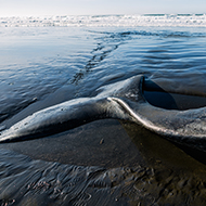 Stark rise in marine mammal strandings in Scotland